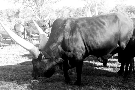 Bull In Africa