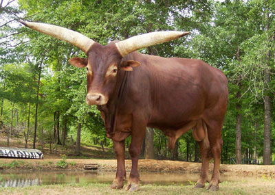 La Dorada Bojangles, FP Bull, owned by The Wheatons.