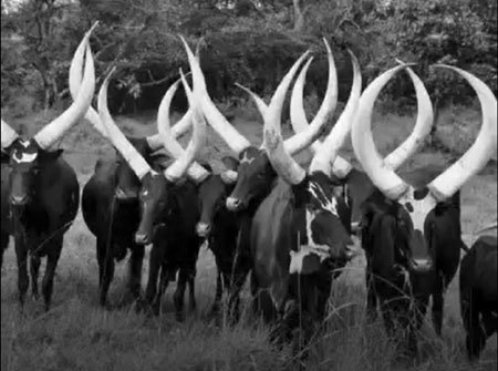 African Ankole-Watusi Cattle
