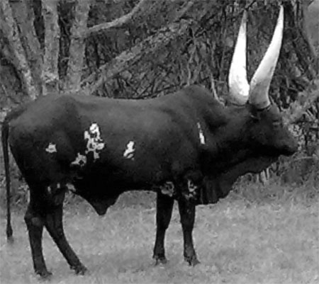 African Ankole-Watusi Bull