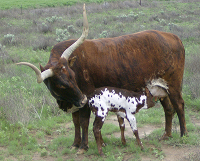 Percentage Cow With Newborn Calf (Photo courtesy Pat Goree)